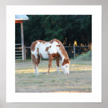 Quarterhorse Plakat