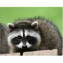 raccoon6 photo statue