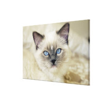 Ragdoll Kätzchen Gespannte Galeriedrucke