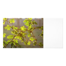 Raintree verzweigt sich Bonsais-Foto Foto Karten Vorlage