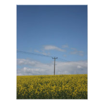 Rapssamen-Blumen auf Somerset-Gebiet, Großbritanni Photographie