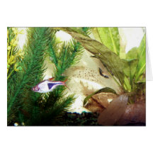 Rasbora Karten
