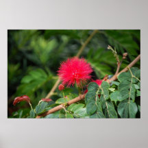 Rasierbürsten-Baum Plakatdruck