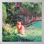 Rätselhafter orange Katzen-Druck Plakate