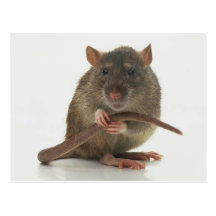 Ratten!!! Postkarten