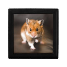 Ratty der Hamster Erinnerungskisten