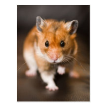 Ratty der Hamster Postkarte