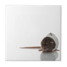 Ratty Kachel