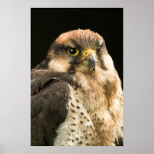 Raubvogel Plakat