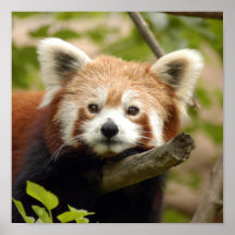 red-panda-007 posterdrucke