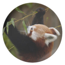 red-panda-021 teller