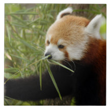 red-panda-031 kacheln