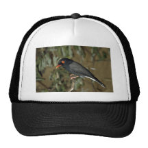 Redbilled Sturzhelm Shrike Cap