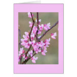 Redbud Blüte Grußkarte