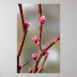 Redbud Plakatdruck