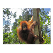 Redhead in Indonesien Postkarten