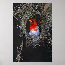 Redheaded Weber Poster