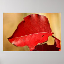 Redleaf Plakat