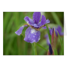 Regen küsste Iris Grußkarte