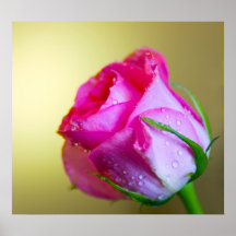 Regen-Tropfen-Küsse der Natur auf rosa Rose Plakate