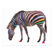 Regenbogenzebra-Postkarte