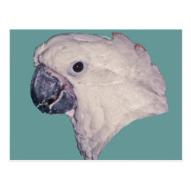RegenschirmCockatoo Postkarten