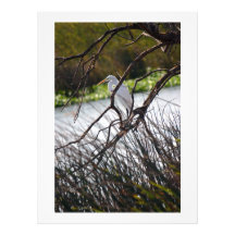 Reiher auf dem San Joaquin River Foto