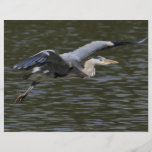 Reiher-Fliege vorüber Flyer
