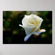 Reiner weißer Rosen-Druck Posterdruck