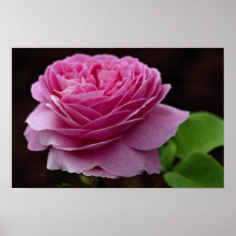 Reizende hybride Tee-Rose 'Heirloom Posterdrucke