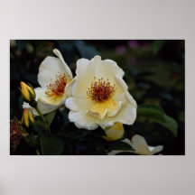 Reizender Strauch-Rosen-'goldener Flügel Plakate