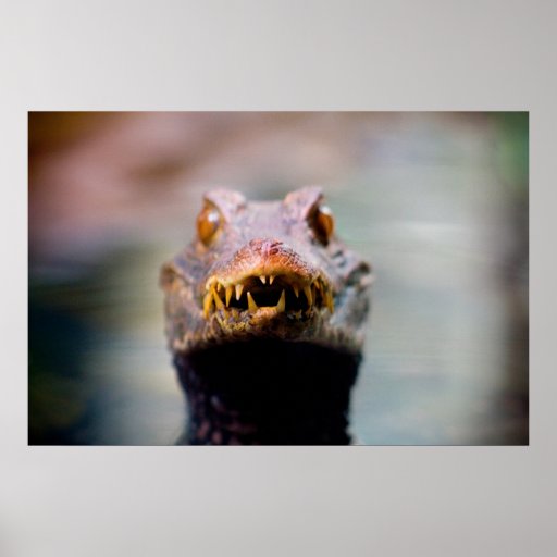 Reptil Posterdruck
