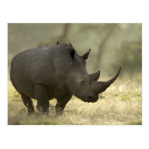 Rhino Postkarten