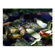 Ribbitt Postkarten