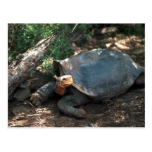 Riesige Sattel-Unterstützte Schildkröte, die sich  Postkarte