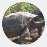 Riesige Schildkröte Galapagos (kuppelförmige Art)  Runder Aufkleber