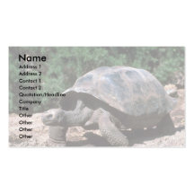 Riesiges kuppelförmiges Schildkröten-Gehen Visitenkarten Vorlage