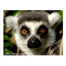 Ring-Angebundene Lemur-Postkarte