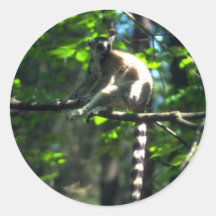 Ring-Angebundener Lemur im Baum Runder Sticker