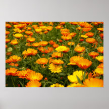 Ringelblume Plakat