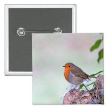 Robin Button