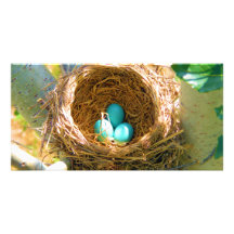 Robin-Eier in einem Hinterhof-Baum-Nest Bilderkarten