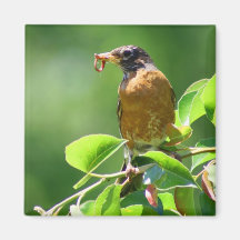 Robin mit Wurm Kühlschrankmagnet