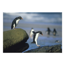 Rockhopper Pinguine, Eudyptes chrysocome), Photographischer Druck