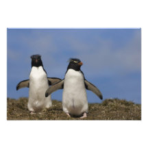 Rockhopper PinguineEudyptes chrysocome Foto Drucke