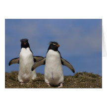 Rockhopper PinguineEudyptes chrysocome Grußkarten