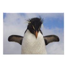 Rockhopper PinguinEudyptes chrysocome Fotodrucke
