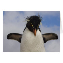 Rockhopper PinguinEudyptes chrysocome Grußkarten