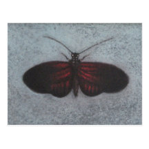 roed Trope sommerfugl Postkarte