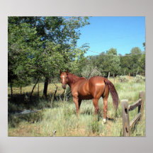 Rohdiamant, ein Quarterhorse Plakatdrucke